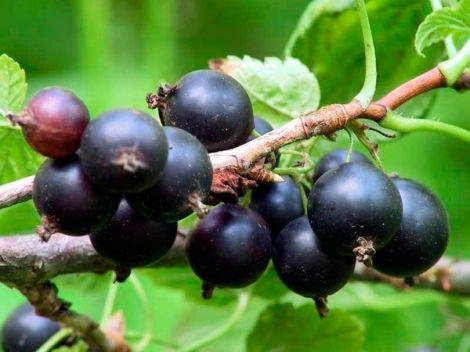 Пересадка Смородины Летом На Новое Место Пересадка Смородины Летом На Новое Место